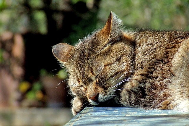 spící mourovatá kočka